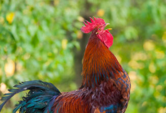 Chicken Noises: What Do They Mean?